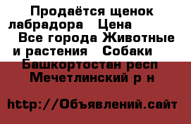 Продаётся щенок лабрадора › Цена ­ 30 000 - Все города Животные и растения » Собаки   . Башкортостан респ.,Мечетлинский р-н